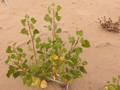 -亿利库布其七星湖沙漠生态旅游区