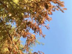 -云溪植物园