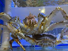 -红顶食府(滨湖九号店)