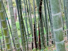 -宁波浙东大竹海景区