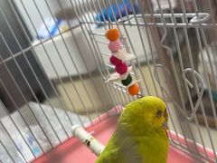 -爱侣宠医·鹦鹉专科·小型哺乳类·异宠专科(灵石路店)