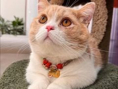 -Bastet sally猫舍购宠(静安店)