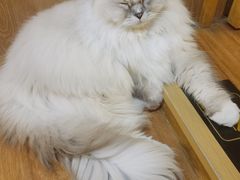 -MOCHA明星猫咖(田子坊店)