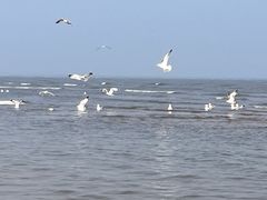 -碣石国家级海洋公园