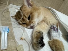 -北京观赏动物医院·24小时大型综合·猫专科·异宠专科