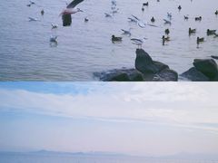 -深圳湾公园(南山区)
