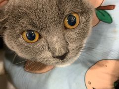 -宠爱国际动物医院· 猫科· 外科·中兽医(长白店)