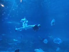 -烟台海昌鲸鲨海洋公园