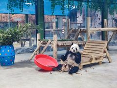 -栾川竹海野生动物园