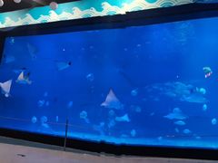 -烟台海昌鲸鲨海洋公园