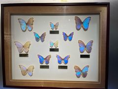 -上海昆虫博物馆