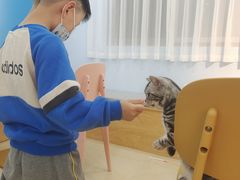 -喵宠乐园·撸猫互动·猫舍