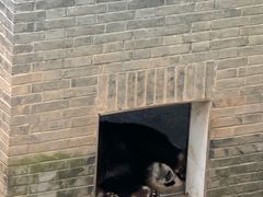 -都江堰中华大熊猫苑