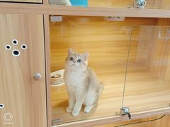 -猫十亿·布偶金渐层·曼基康矮脚猫舍(青年路店)