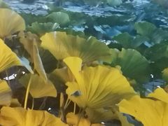 -长春市南湖公园