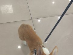 -艾贝尔宠物医院 ·中兽医·宠保定点(北门桥店)