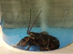 -鹤鸣嘉印象饭店(东市场小区店)