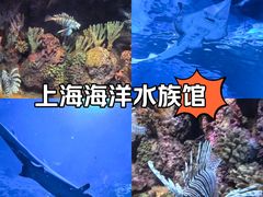 -上海海洋水族馆