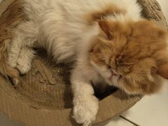 -Cappucimeow猫咪咖啡馆(韦伯时代店)