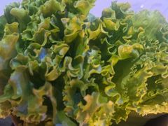 -杨记齐齐哈尔烤肉(总店)