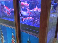 -大自然花鸟鱼虫市场