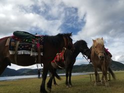 -纳帕海依拉草原