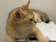 -lincat·猫舍(广州店)
