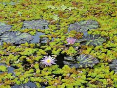 -云溪植物园