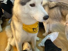 -Husky Go! 哈士奇体验馆·宠物咖啡厅狗咖