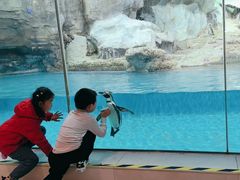 -帝企鹅自助餐厅•儿童岛•真企鹅(长隆企鹅酒店)