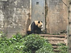 -中国大熊猫保护研究中心雅安碧峰峡基地