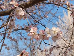 -桃花堤公园