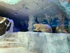 -芜湖新华联大白鲸海洋公园