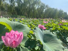 -莲花池公园