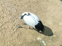 -盐城丹顶鹤湿地生态旅游区