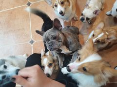 -柯斗斗主题餐厅·狗咖·围炉煮茶·茶饮(国瑞升平里店)