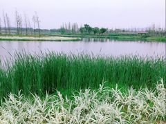 -三垟湿地