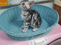 -纳吉亚猫专科动物医院博雅分院