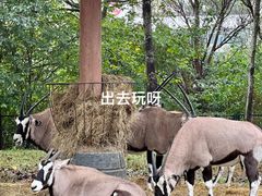 -大连森林动物园