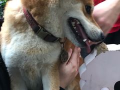 -柴犬高等学院·狗咖·柴犬售卖·宠物训练