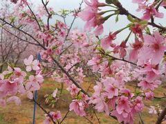 -天适樱花悠乐园