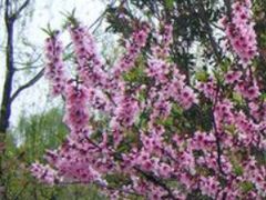 -南汇桃花村