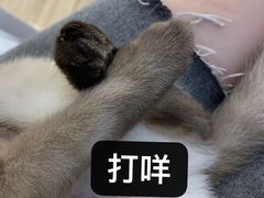 -李小姐の猫咖啡馆(五角场店)
