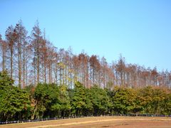 -上海长兴岛郊野公园