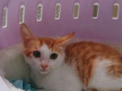 -创凡宠物医院·骨专科  猫科中心(西乡分院)