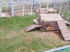 -青藏高原野生动物园