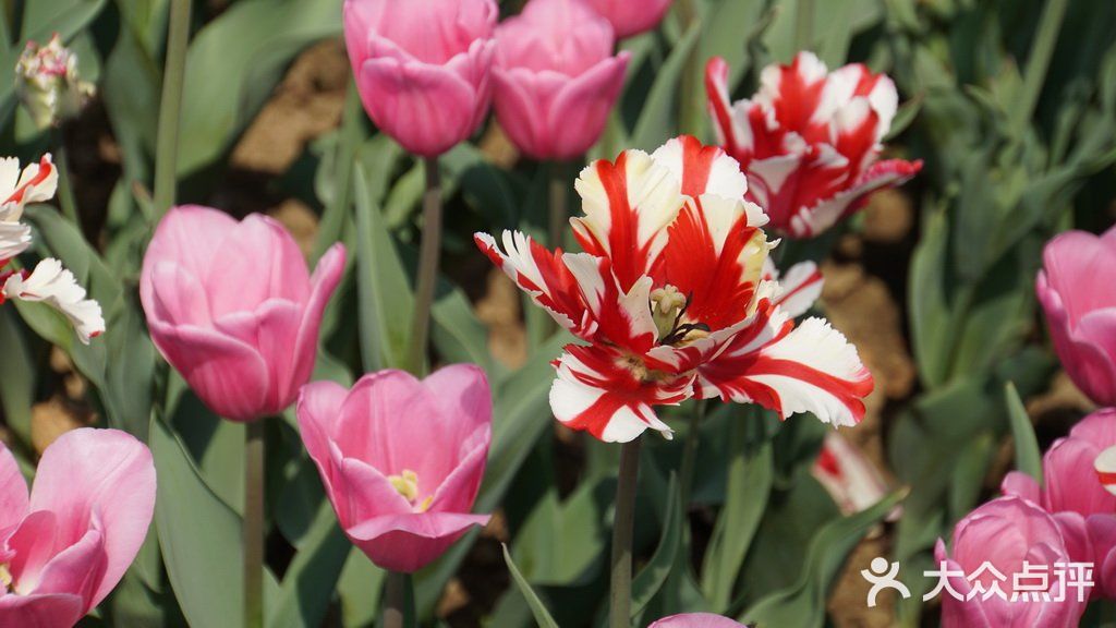 梦中花园——湖北孝感金卉庄园