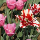 梦中花园——湖北孝感金卉庄园