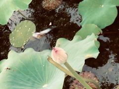 -荷塘月色湿地公园·向阳花洲