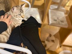 -Cappucimeow猫咪咖啡馆(韦伯时代店)